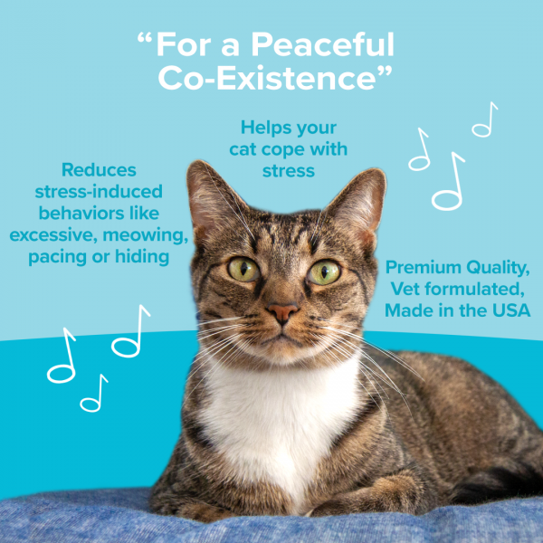 Cat calming chew benefits